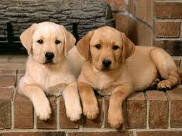 Ejemplo Labrador